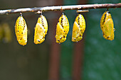 Close up of butterfly chrysalis hanging from branch, George Town, Penang, Malaysia