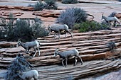 DESERT BIGHORN SHEEPS HERD (OVIS CANADENSIS), ZION NATIONAL PARK, UTAH, USA
