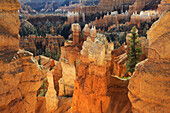 SANDSTONE FORMATIONS CALLED HOODOOS, BRYCE CANYON NATIONAL PARK, UTAH, USA