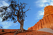 BRISTLECONE PINE (PINUS ARISTATA), BRYCE CANYON NATIONAL PARK, UTAH, USA