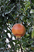 Syria, October 2010. Pomegranate on its tree