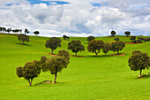 Spain, Castilla La Mancha Region, Guadalajara Province, landscape