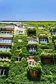 France, Paris 13th district, building façade covered in Virginia creeper