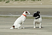 dogs face to face on a beach