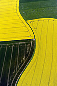 Vertical aerial view of several yellow and green fields. A path through the waving