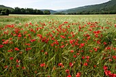 Poppy field in Aveyron valley, Tarn and Garonne, France.