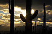 SILHOUETTTE OF SAGUARO CACTI (CARNEGIEA GIGANTEA) AT SUNRISE, SAGUARO NATIONAL PARK, ARIZONA, USA, ARIZONA, USA