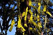 LICHENS GROWING ON CONIFER TREE, YOSEMITE NATIONAL PARK, CALIFORNIA, USA