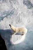 'Polar bear on melting sea ice, high angle view from cruise ship; Svalbard, Norway'
