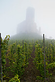 'Landshut Castle in the fog and a vineyard in the foreground, Mosel valley; Bernkastel-Kues, Rhineland-Palatinate, Germany'