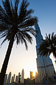 'Palm trees and the Burj Khalifa at sunset; Dubai, United Arab Emirates'