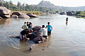 'Men washing an elephant in the river; Hampi, Karnataka, India'