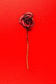 Fading Red Rose