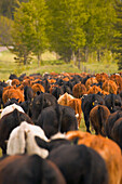 Herd Of Cattle, Southern Alberta, Canada