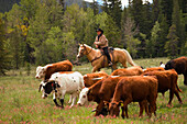 A Rancher Herding Cattle