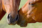 Two Horses With Heads Touching