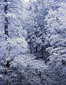 Snow On Forest Trees, Black-Colored Trunks, Newfound Gap Road, Great Smoky Mountains National Park