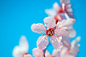 Closeup Of A Cherry Blossom