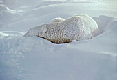 Polar Bear Sleeping In Snow
