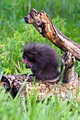 Porcupine Baby Eating Flower