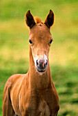 American Paint Horse Colt