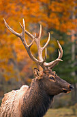 Bull Elk, Jasper National Park, Alberta, Canada