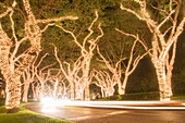 Christmas Lights On Trees At Night, Wailea, Maui, Hawaii, Usa
