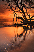 Silhouette Of Tree At Water's Edge, Maui, Hawaii, Usa