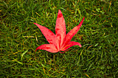 Red Leaf On Grass