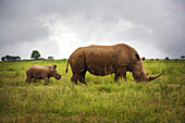 Rhinoceroses, Africa