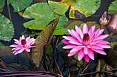 Lotus Flower Blossoms