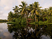 Palm Tree Reflection, Kerala, India