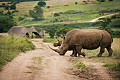 Rhinoceros, South Africa