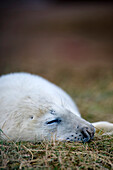Seal Sleeping