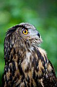 Great Horned Owl (Bubo Virginianus)