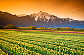 Tulip Cultivation, British Columbia, Canada