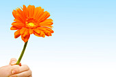 Person Holding Orange-Colored Gerbera Against Sky