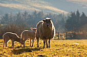 Sheep In Pasture