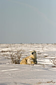 Polar Bear With Cub, Watchee, Churchill, Canada