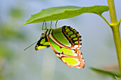 Malachite Butterfly On Leaf