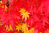 Close-Up Fall Leaves