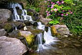 Rhododendrons Beside Waterfall, Crystal Springs Garden, Oregon, Usa