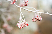 Winter Frost Covering Berries On A Bush