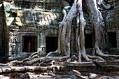 Tree Roots Covering Temple Ruins In The Ancient City Of Angkor Wat, Northwestern Cambodia
