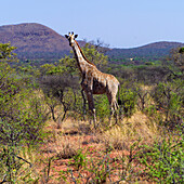 Giraffe, Namibia, Africa