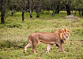 Male Lion (Panthera Leo)