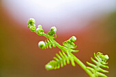 Close Up Of A Fern