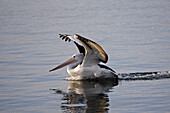 Australian Pelican Landing On Water, Pelecanus Conspicullatus, Kangaroo Island, Australia
