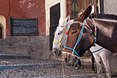 Horses, Fira, Santorini, Greece