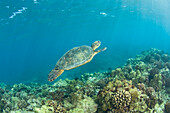 Green Sea Turtle (Chelonioidea), Turtle Cleaning Station, South Maui, Hawaii, Usa
